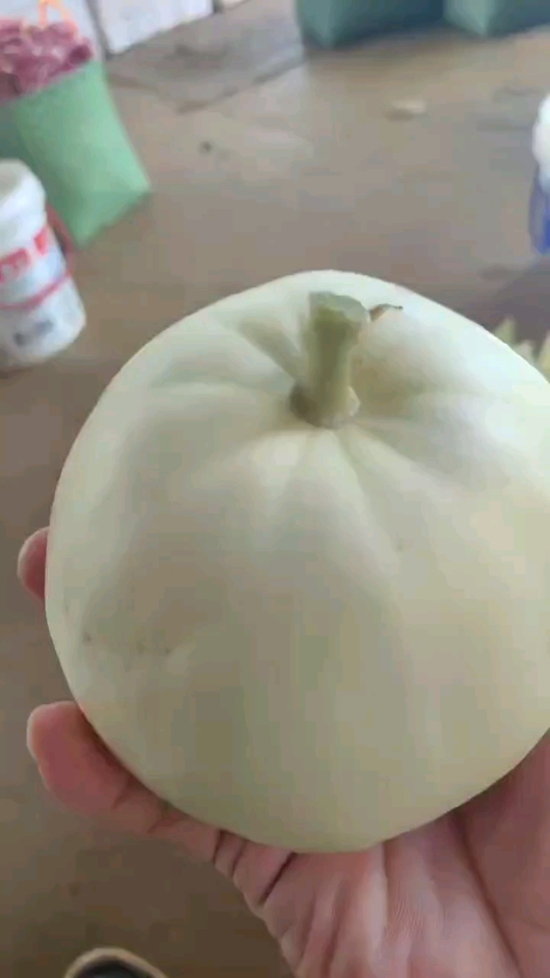 广西南宁精品银辉甜瓜即将上市，肉脆口感甜
