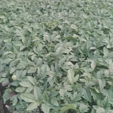 番茄苗硬粉大红普罗旺斯草莓铁皮柿子大果口感西红柿苗