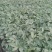 番茄苗硬粉大红普罗旺斯草莓铁皮柿子大果口感西红柿苗