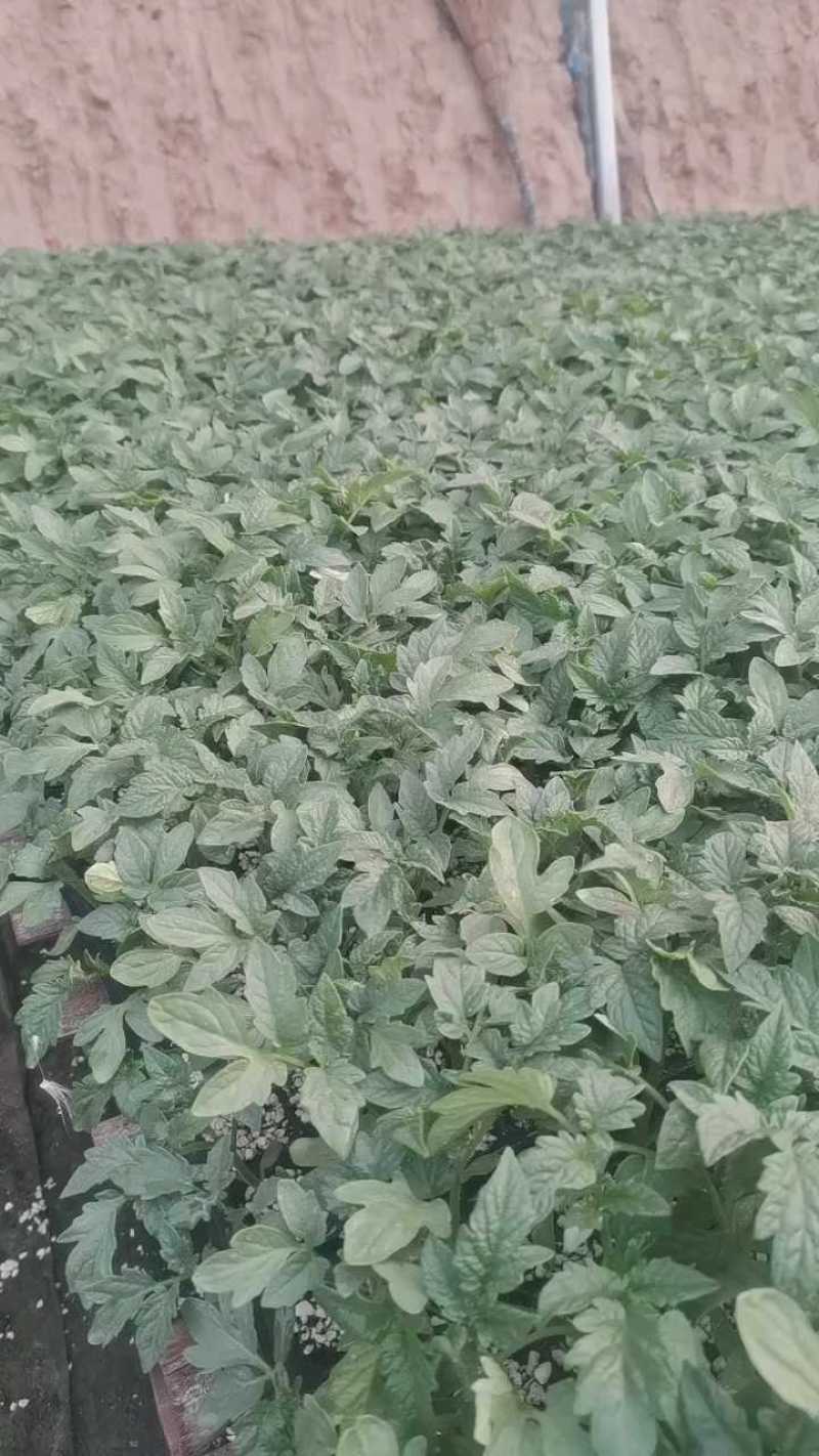 番茄苗硬粉大红普罗旺斯草莓铁皮柿子大果口感西红柿苗
