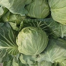 包包菜大量上市，3毛一斤！