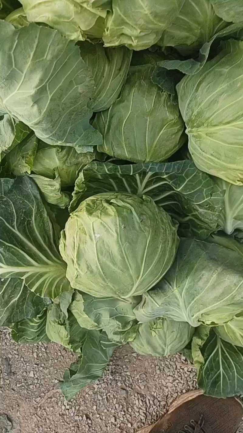 包包菜大量上市，3毛一斤！