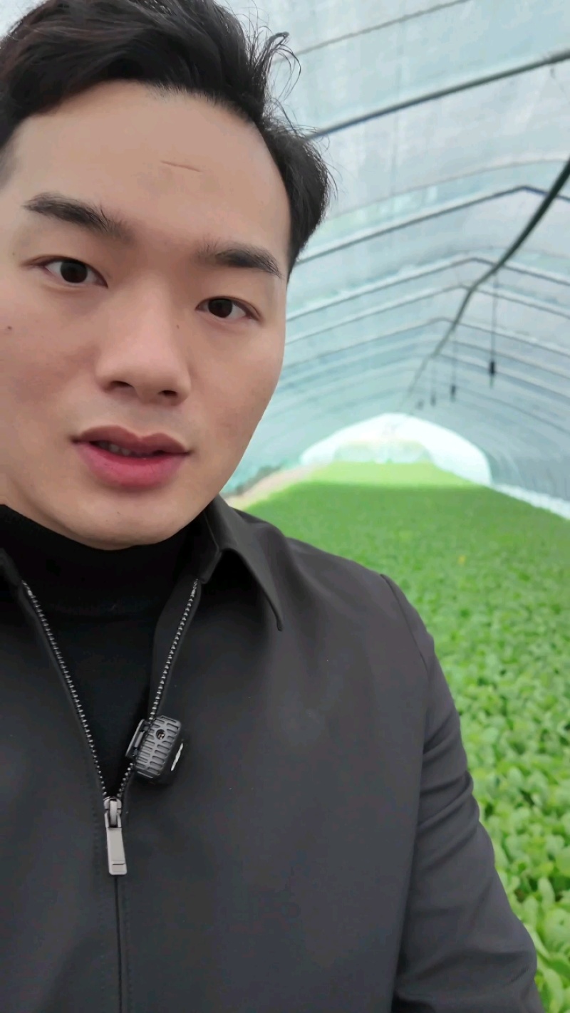 上海青/油菜/小青菜【淮安大卫产地直发全国】