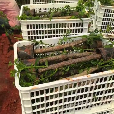 《三角梅》三角梅基地/品种齐全/颜色都有/基地直发