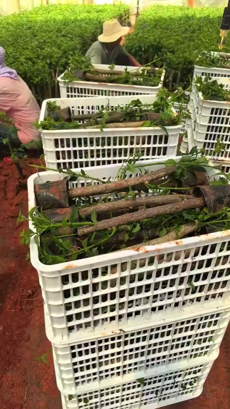 《三角梅》三角梅基地/品种齐全/颜色都有/基地直发