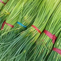 精品蒜薹1.5元/斤，大量供货中！