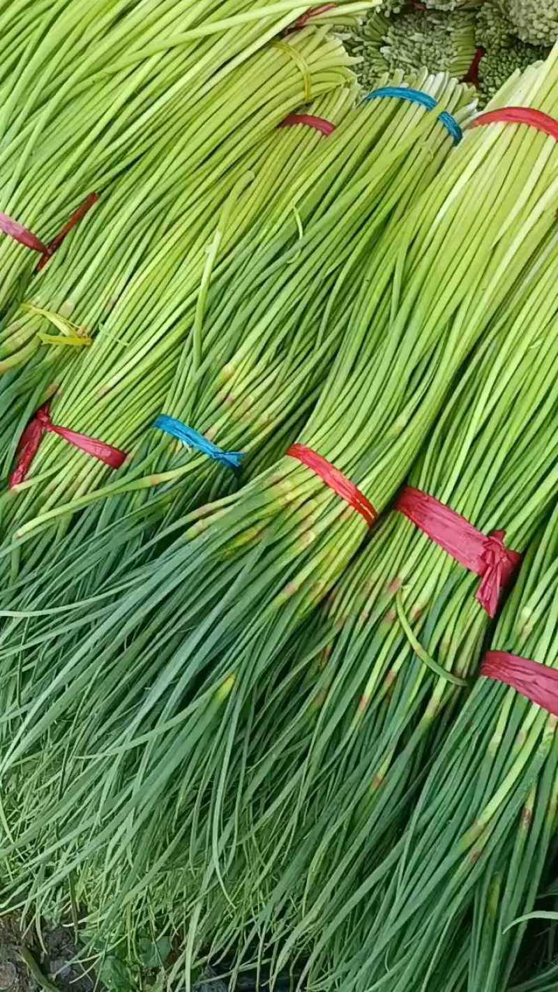 精品蒜薹1.5元/斤，大量供货中！