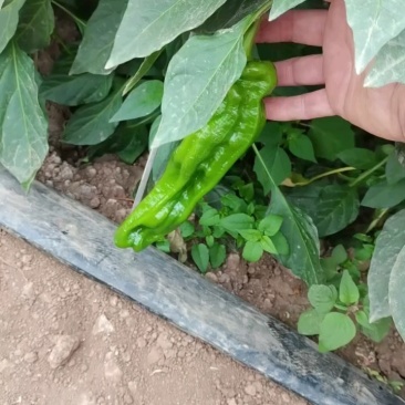 现摘现卖，新鲜辣椒子好！
