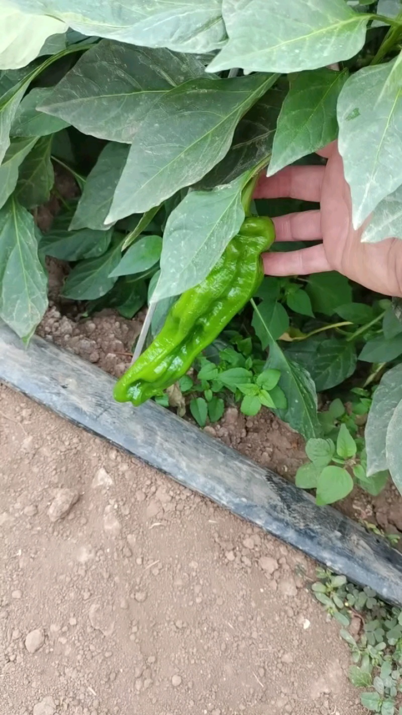 现摘现卖，新鲜辣椒子好！