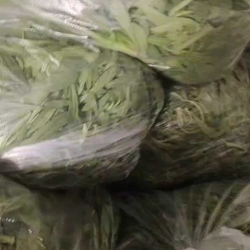 山东淄博面条菜基地，2.5元上车，大量有货