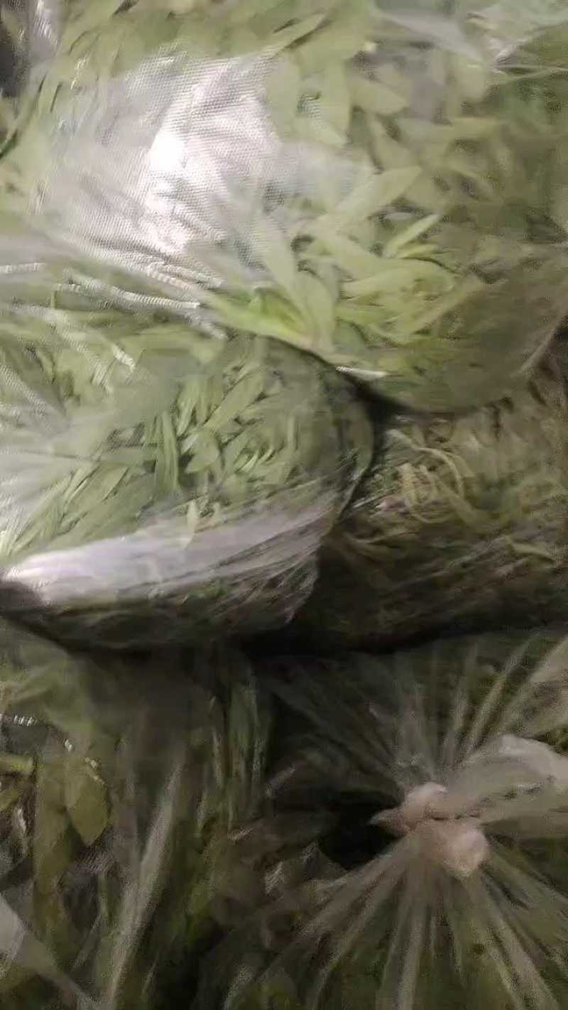 山东淄博面条菜基地，2.5元上车，大量有货