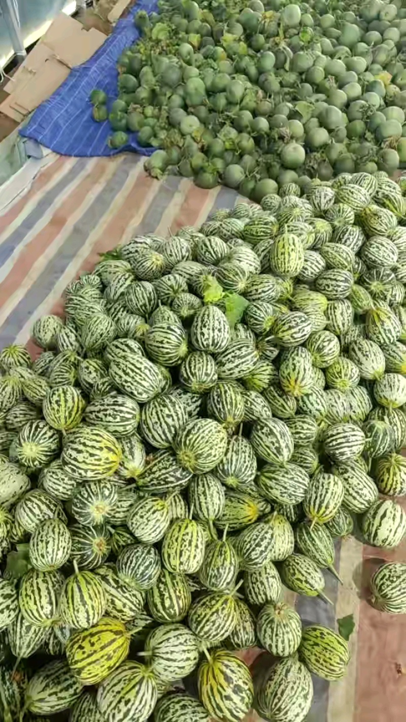 【精品绿宝石甜瓜】山东费县大量上市货源充足价格优惠