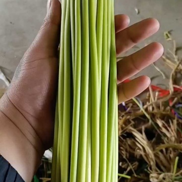 邳州精品小红帽蒜苔苔绿无瘢痕适合每个市场