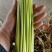 邳州精品小红帽蒜苔苔绿无瘢痕适合每个市场