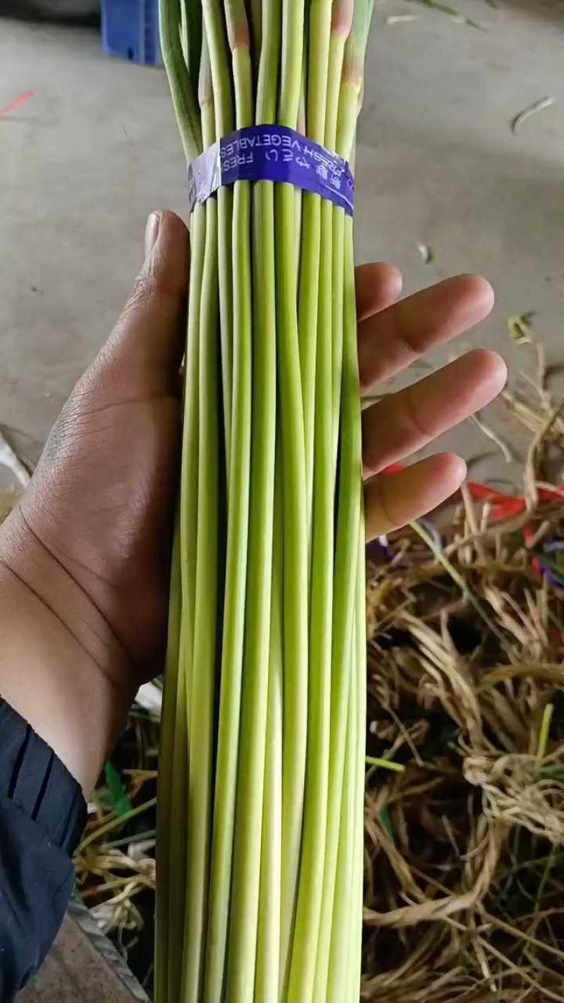 邳州精品小红帽蒜苔苔绿无瘢痕适合每个市场