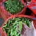 新豌豆、视频看货、全国可发货