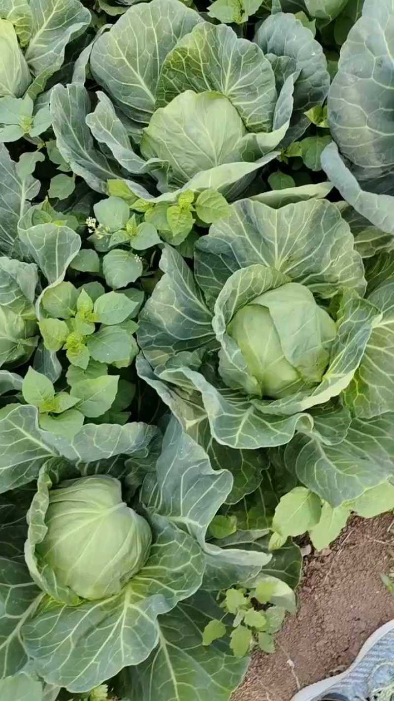 河南甘蓝，精品圆包菜，质优价廉，可视频看货，欢迎咨询