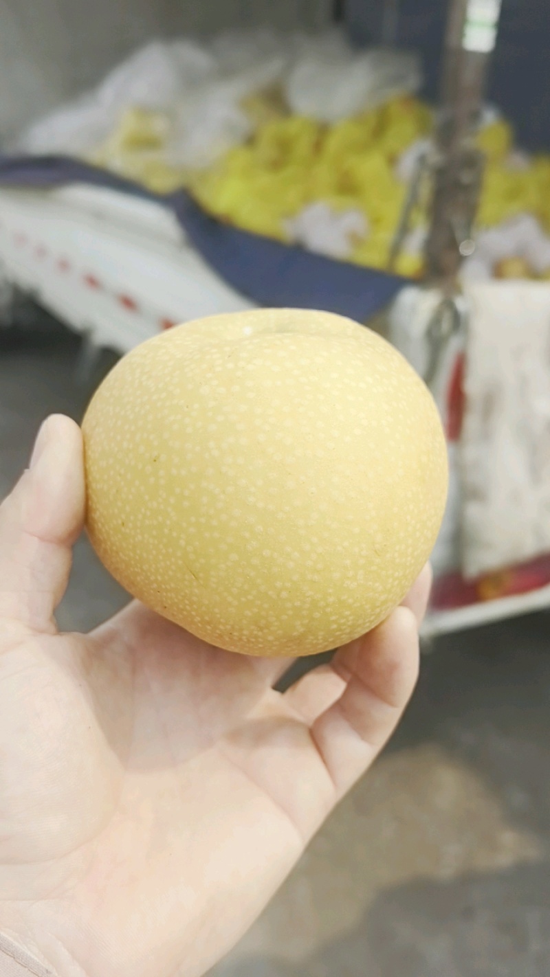 《热卖》正宗秋月梨河北基地直发保质保量一条龙服务量大从优