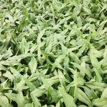 河北叶菜油麦菜，可供全国各地