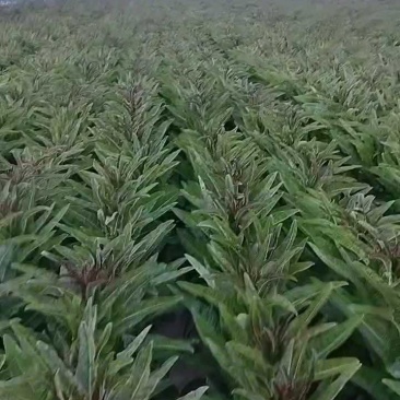 大量供应，红叶香莴笋产地直发欢迎客户来电咨询