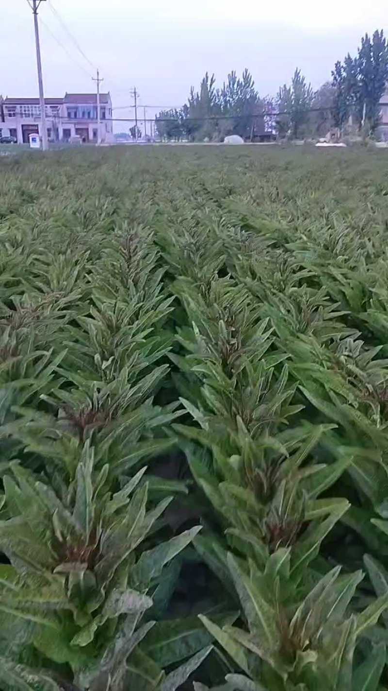 大量供应，红叶香莴笋产地直发欢迎客户来电咨询