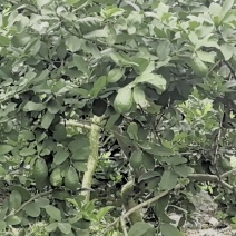 精品广东香水柠檬江门产地一手货源保证质量支持一件代发
