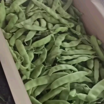 豆子更大更长，品质更好