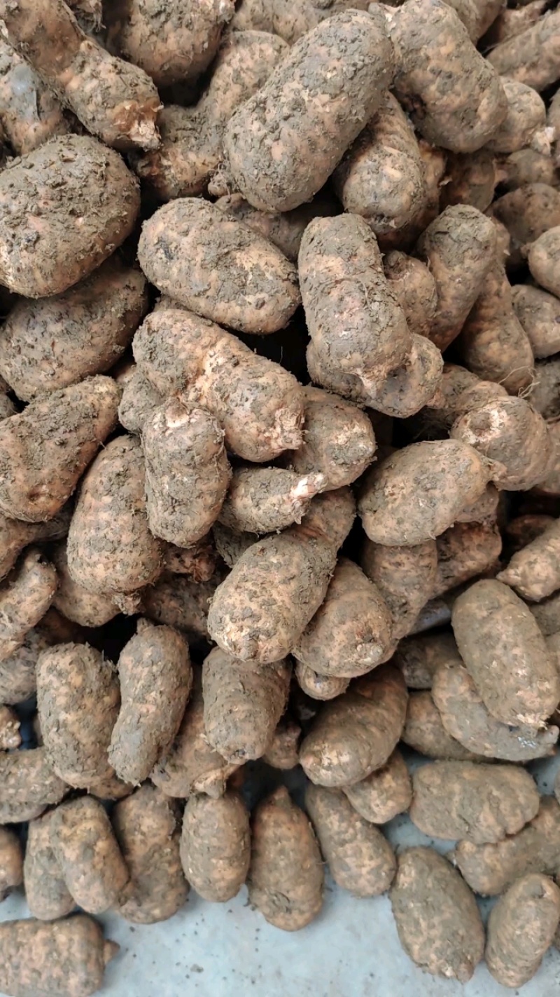 天麻新鲜天麻现挖现卖基地一手货源。云南湖北天麻甘肃天麻