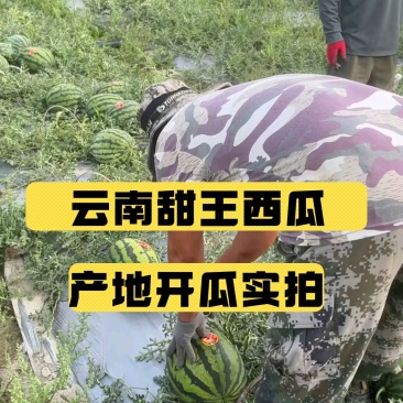 《甜王西瓜》小钢炮甜王代办代收/甜王/无籽西瓜/无籽甜王