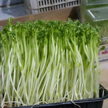 新鲜豌豆苗，订单种植，有需要可定做。