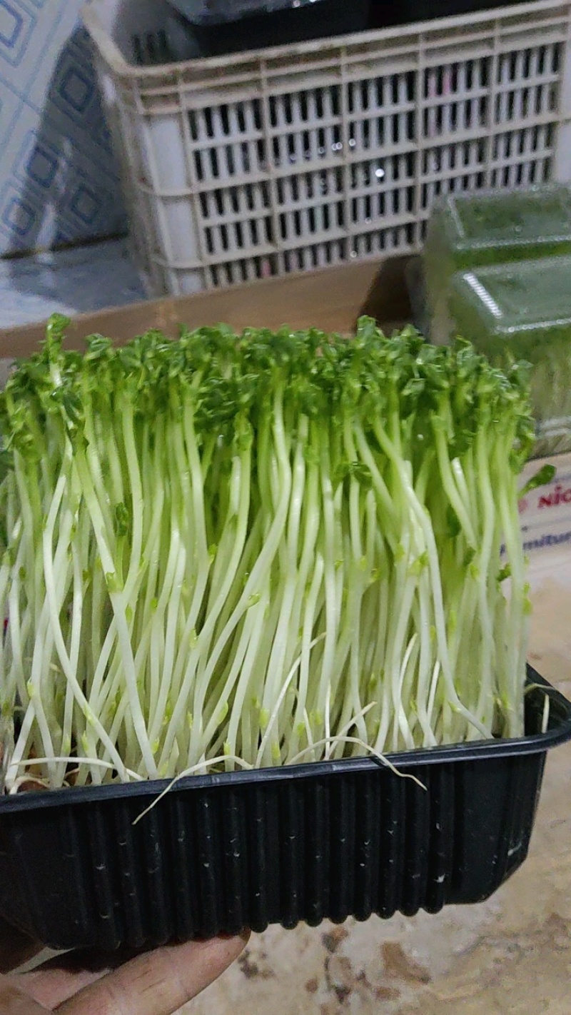 新鲜豌豆苗，订单种植，有需要可定做。