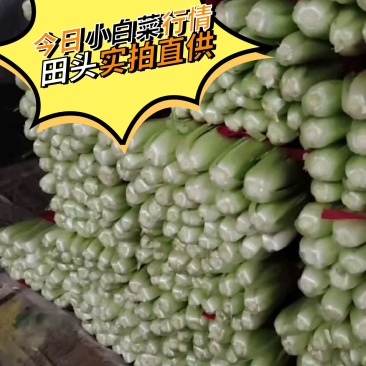 小白菜河北青叶小白菜商超电商配货净菜加工代发全国