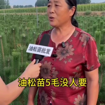 油松营养杯苗，成活率高货源充足，量大从优一手货源
