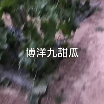 博洋九甜瓜大降价，两块二三起，瓜甜型好！