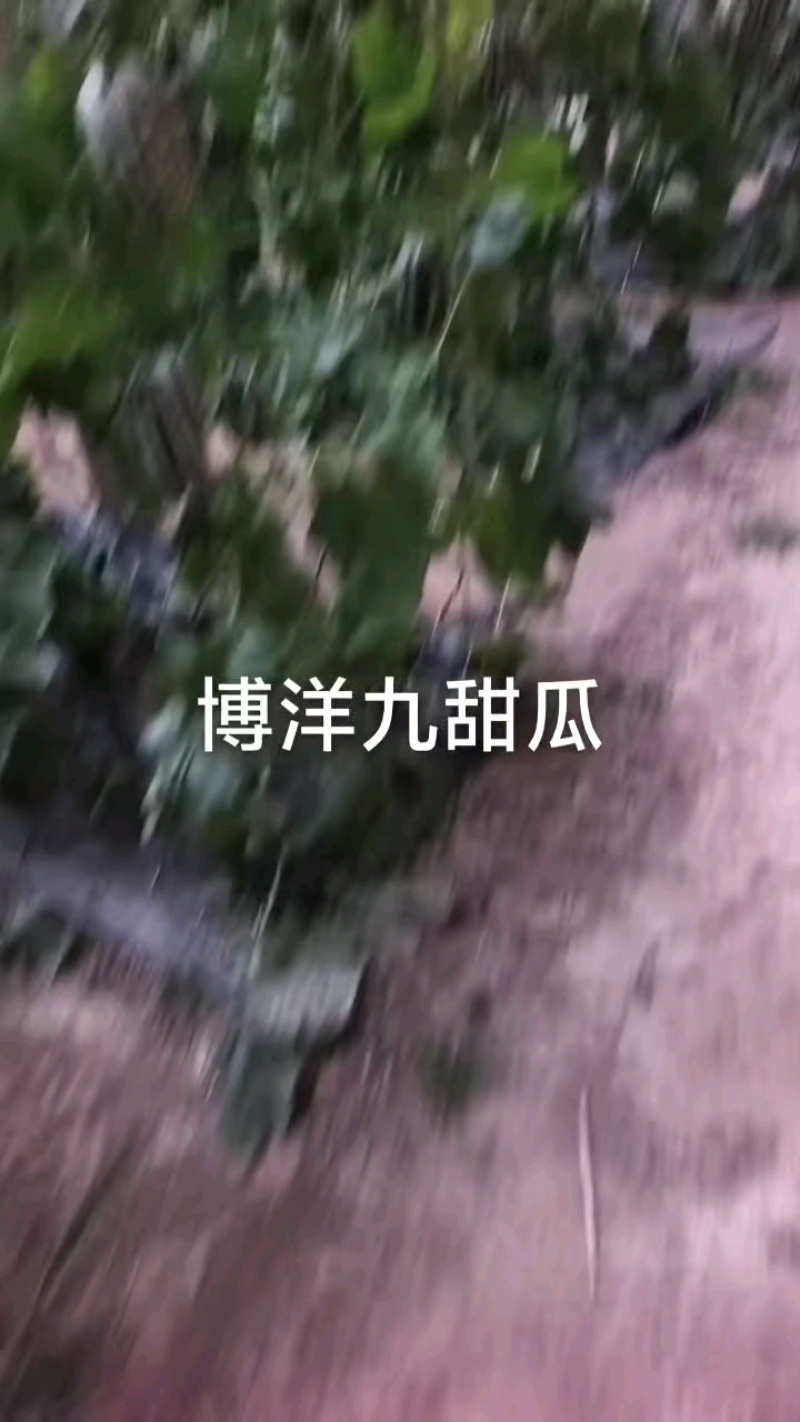 博洋九甜瓜大降价，两块二三起，瓜甜型好！