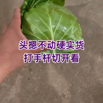 头摁不动，打手杆，切开看品质