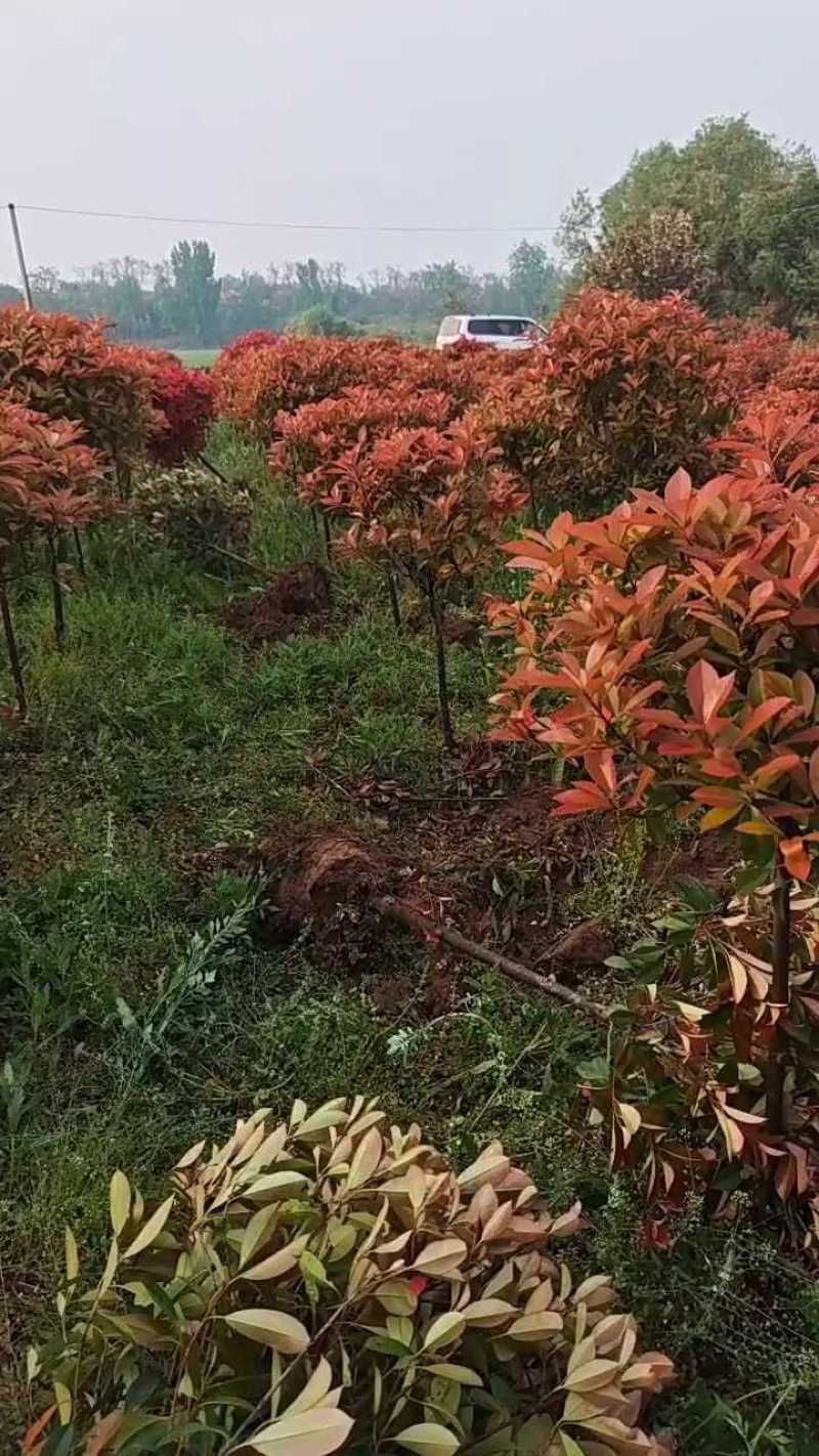 红叶石楠树，独杆，带美植袋，成活率高。产地直销发货