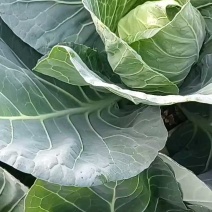 中甘56现摘现发，地头价三毛五，颜色鲜亮无黑点