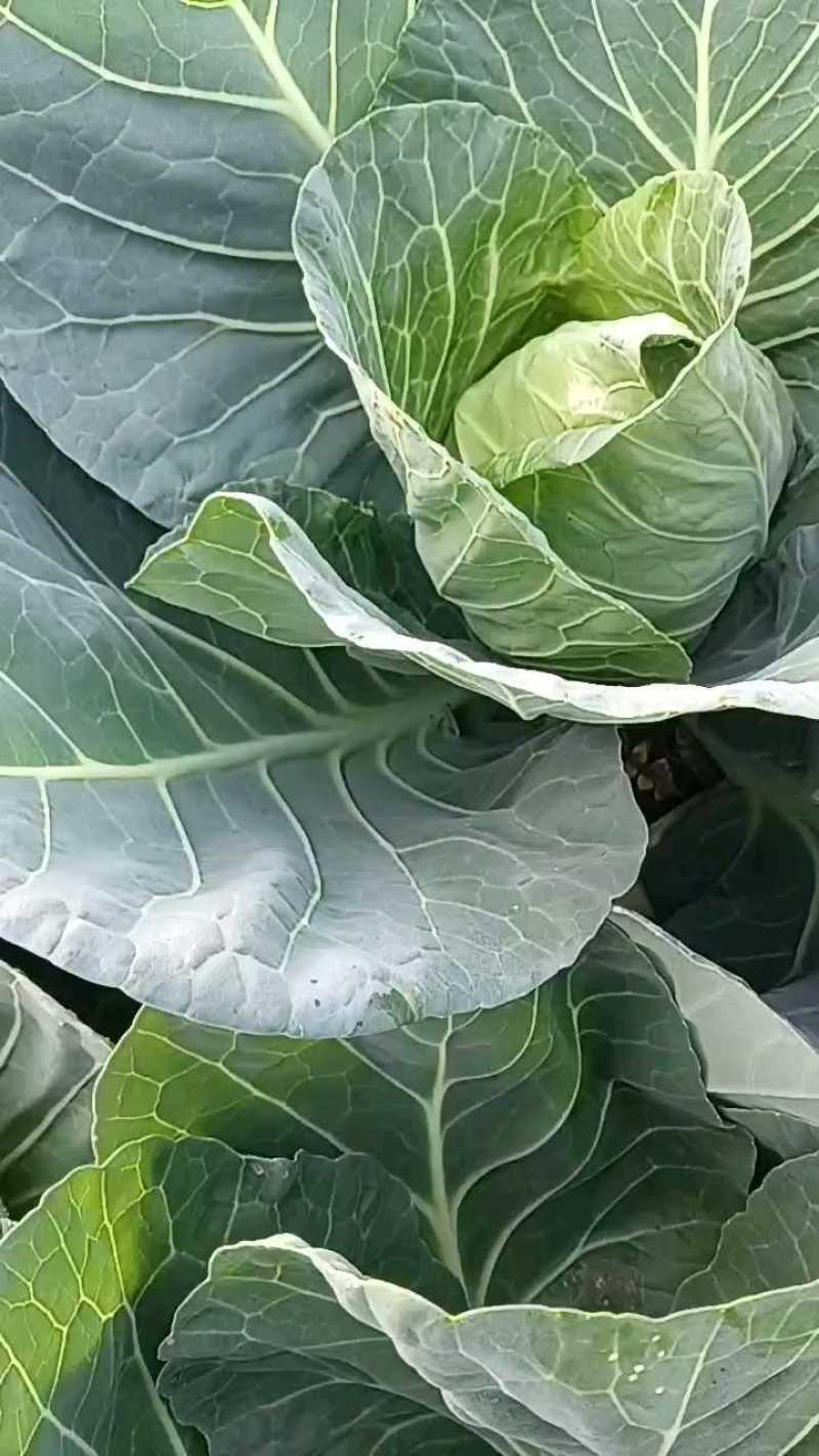 中甘56现摘现发，地头价三毛五，颜色鲜亮无黑点