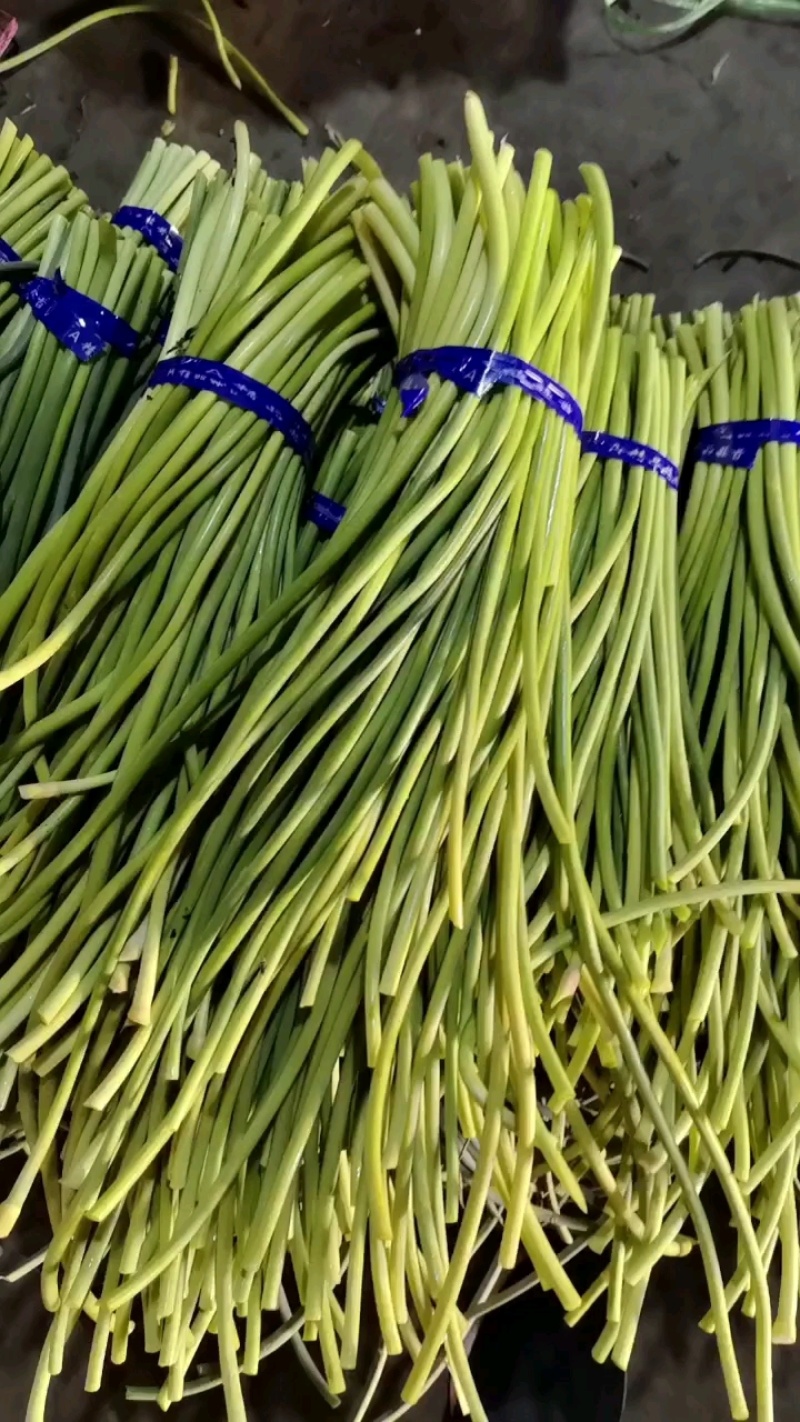 蒜薹大量有货，质量好，价格合适！新蒜苔，大量上市！