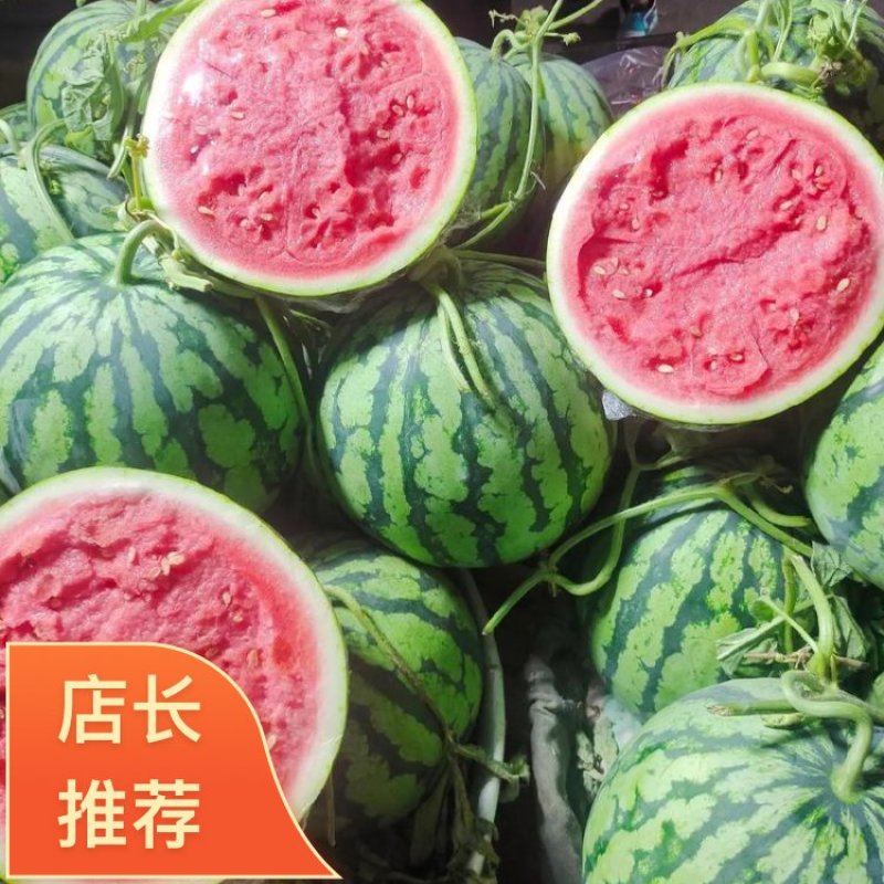 美都西瓜夏邑产地五一预售上市长期供货到国庆新鲜采摘