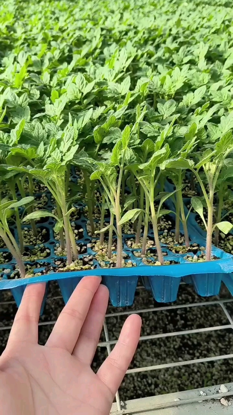 千禧圣女果苗贝贝小番茄苗直播苗嫁接苗免费技术指导包回收
