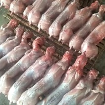 清真新鲜兔肉