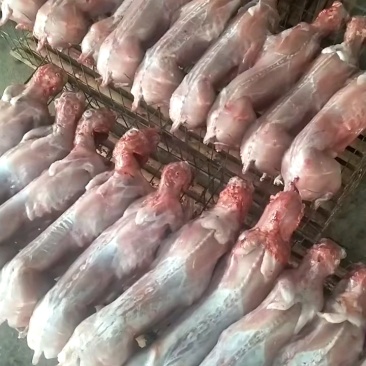 清真新鲜兔肉