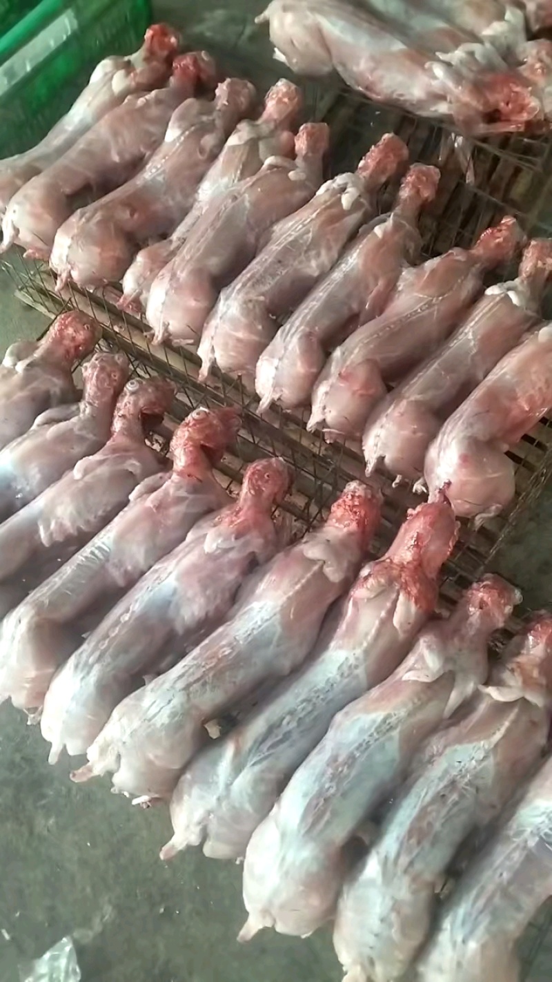 清真新鲜兔肉