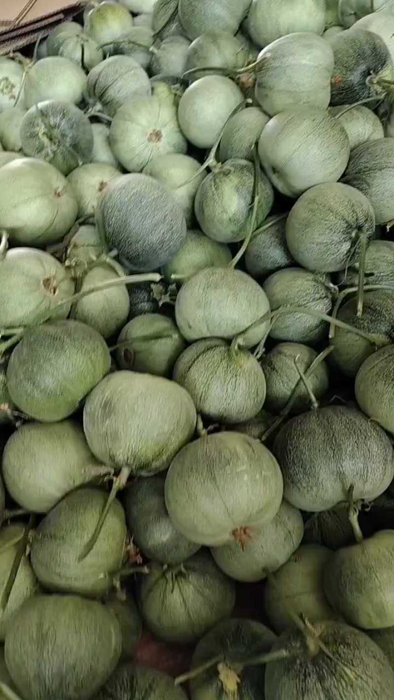 山东绿宝甜瓜，三块多一斤，货源充足！