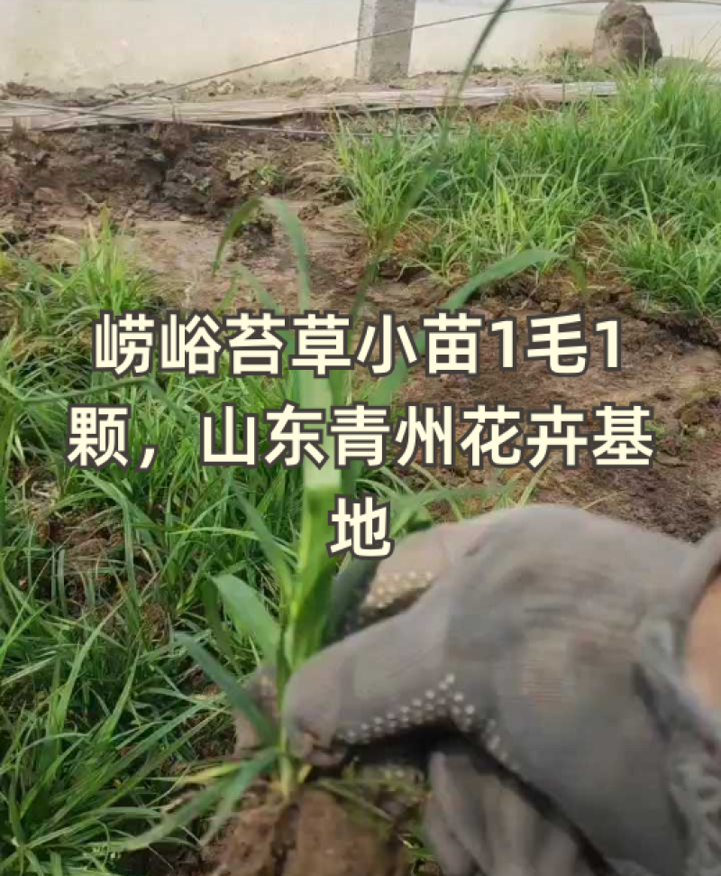 崂峪苔草小苗1毛/颗，山东青州基地直供