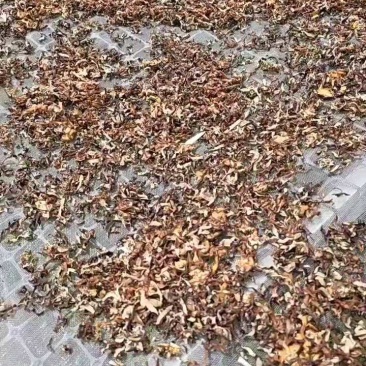 包邮免费提供样品木耳丝毛木耳厂家不满意包退