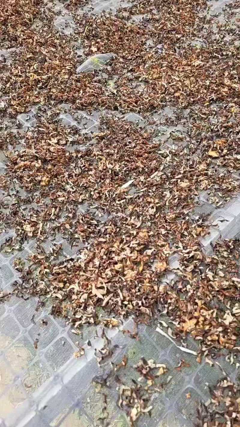 包邮免费提供样品木耳丝毛木耳厂家不满意包退