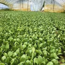 【推荐】曹县上海青/油菜精品叶菜，热门产区源头，欢迎来电